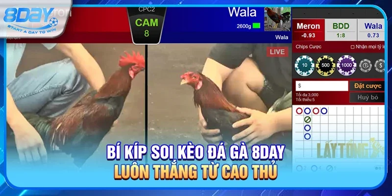Bí kíp soi kèo đá gà 8day luôn thắng từ cao thủ