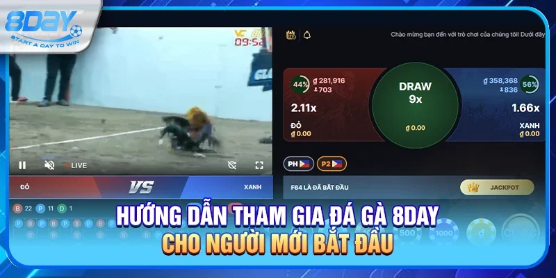 Hướng dẫn tham gia đá gà 8day cho người mới bắt đầu