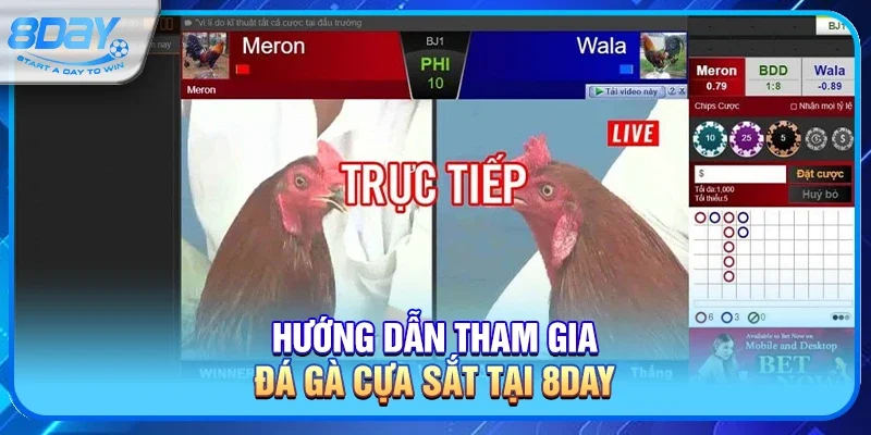 Đá gà cựa sắt – Cuộc chiến tốc độ và bản lĩnh đỉnh cao tại 8day