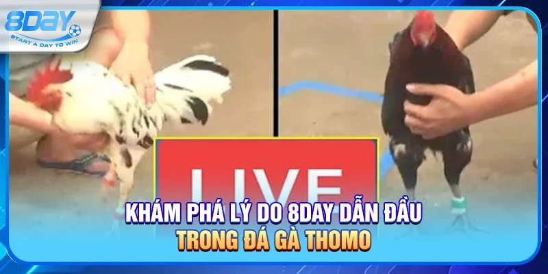 Khám Phá Lý Do 8day Dẫn Đầu Trong Đá Gà Thomo 