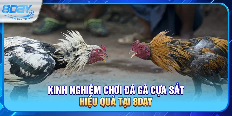 Kinh nghiệm chơi đá gà cựa sắt hiệu quả tại 8day