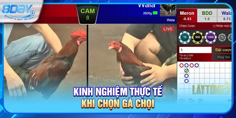 Kinh nghiệm thực tế khi chọn gà chọi