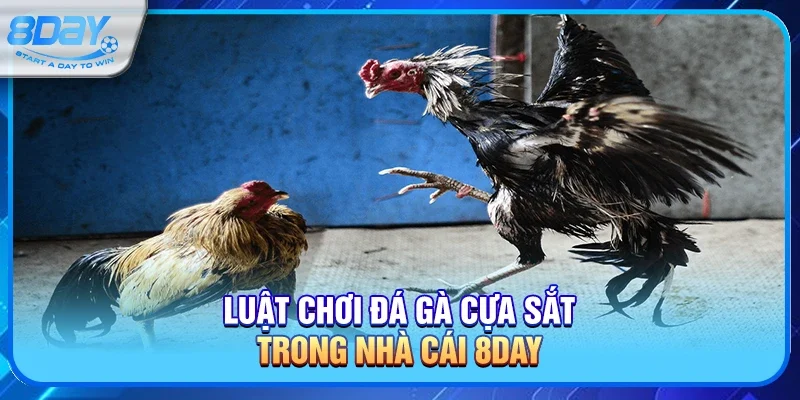 Luật chơi đá gà cựa sắt trong nhà cái 8day