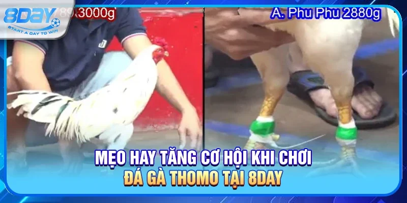 Mẹo Hay Giúp Bạn Tăng Cơ Hội Khi Chơi Đá Gà Thomo Tại 8day