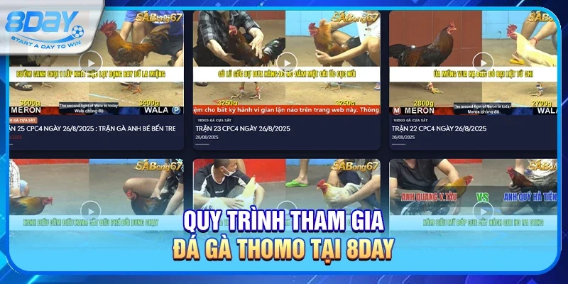 Đá Gà Thomo – Sân Chơi Đỉnh Cao Kịch Tính Bậc Nhất Đông Nam Á