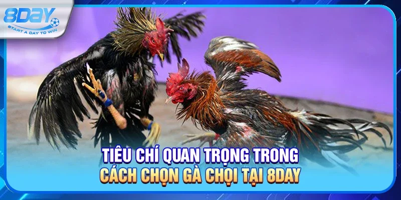 Cách chọn gà chọi chuẩn xác cho người mới và người có kinh nghiệm