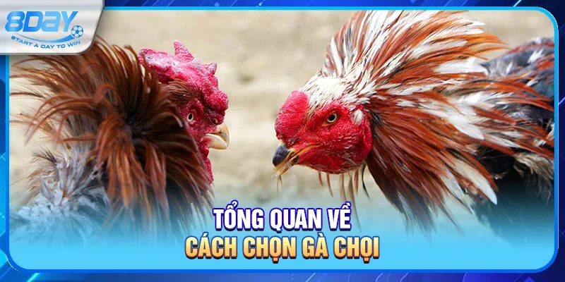 Tổng quan về Cách chọn gà chọi